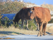 Assateague Wildlife Refuge