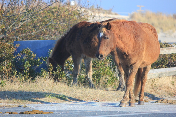 Assateague Wildlife Refuge