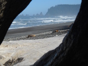 Olympic Wilderness Olympic National Park