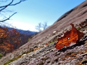 Pisgah National Forest