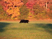 Great Smoky Mountains