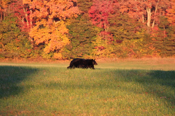 Great Smoky Mountains