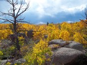 Medicine Bow National Forest
