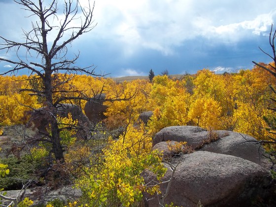 Medicine Bow National Forest