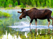 Grand Teton national Park