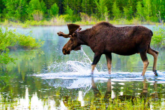 Grand Teton national Park