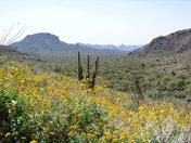 Organ Pipe Cactus National Monument