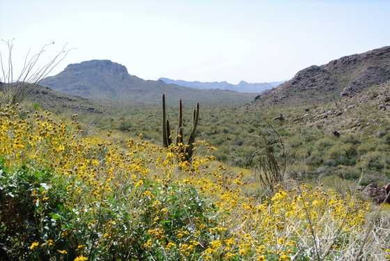 Organ Pipe Cactus National Monument