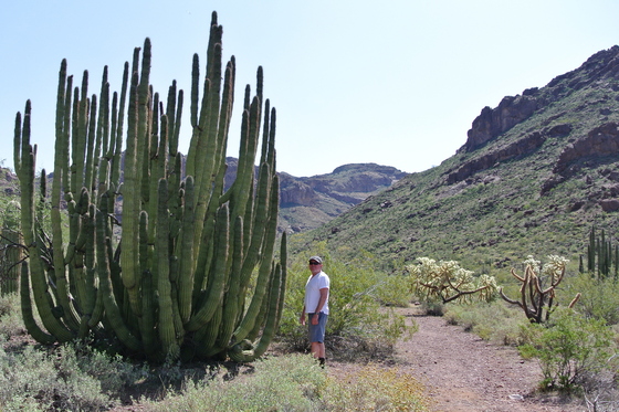 Organ Pipe Cactus National Monument