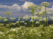 White River National Forest 