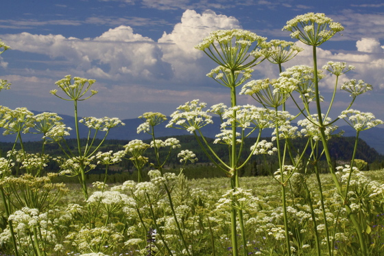 White River National Forest 
