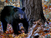 Smokie Mountains National Park