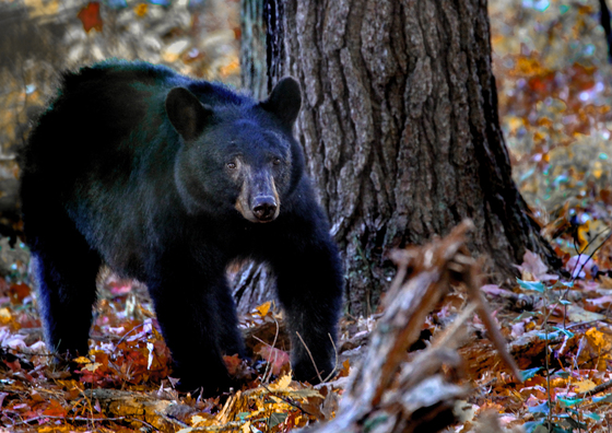 Smokie Mountains National Park