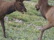 ROCKY MOUNTAIN NATIONAL PARK