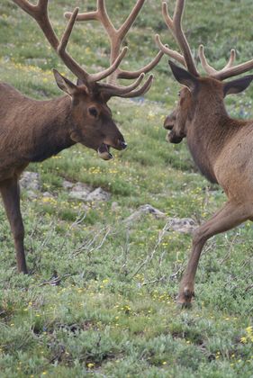 ROCKY MOUNTAIN NATIONAL PARK