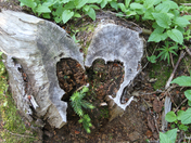 Flathead National Forest