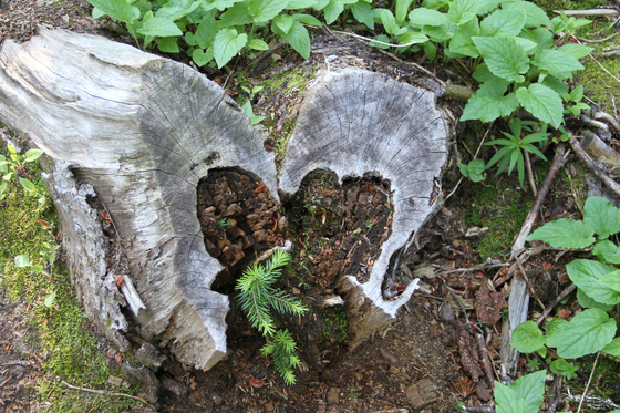 Flathead National Forest