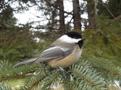 Black Cap Chickadee