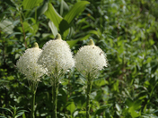 Flathead National Forest