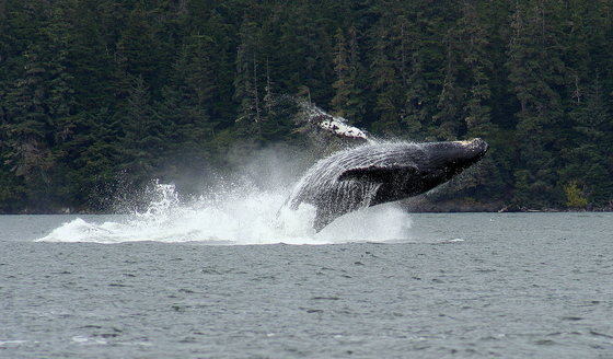 Near Glacier Bay, Alaska