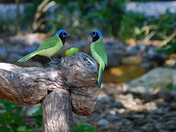 Laguna Atascosa National Wildlife Refuge