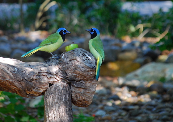 Laguna Atascosa National Wildlife Refuge