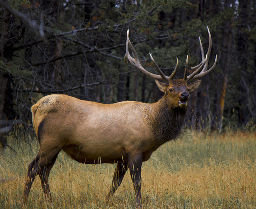 Yellowstone national park