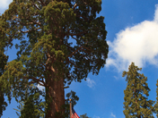 Sequoia NP