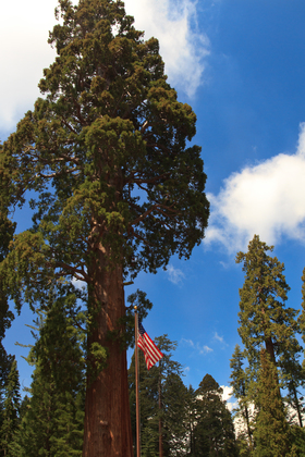 Sequoia NP