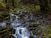 Olympic National Oark