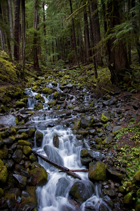 Olympic National Oark