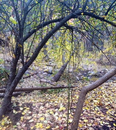 West Fork/Sedona