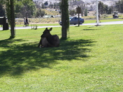 Yellowstone National Park