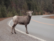 Baby Mountain \\\\\\\sheep
