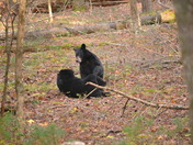 Great Smoky Mountains National Park