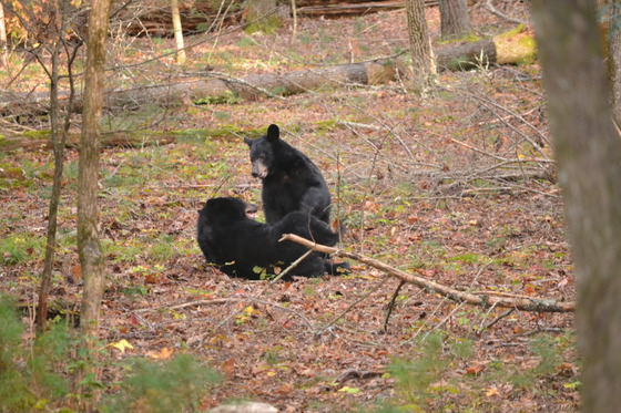 Great Smoky Mountains National Park