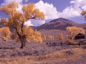 yellowstone national park