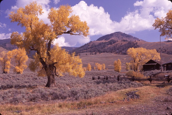 yellowstone national park