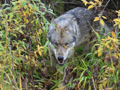 Denali National Park