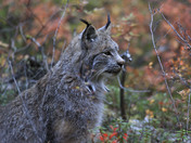 Denali National Park