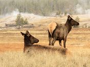 Yellowstone National Park