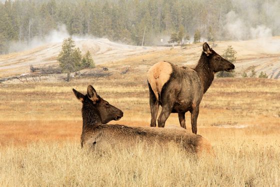 Yellowstone National Park
