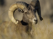 Badlands National Park