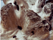 Olympic National Park