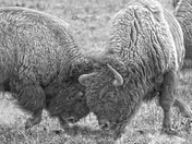 Wind cave national park