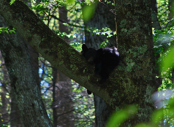 Great Smoky Mountains National Park