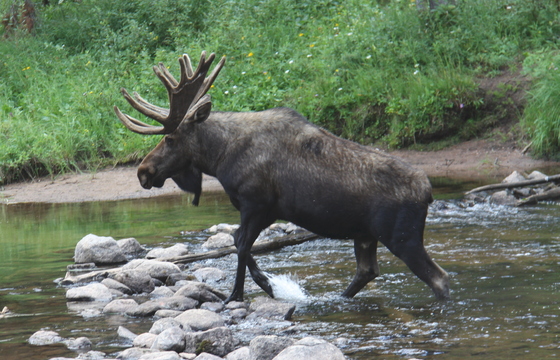 White River National Forest