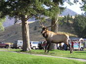 yellowstone national park