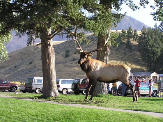 yellowstone national park