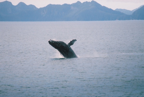 Kenai Fjords National Park